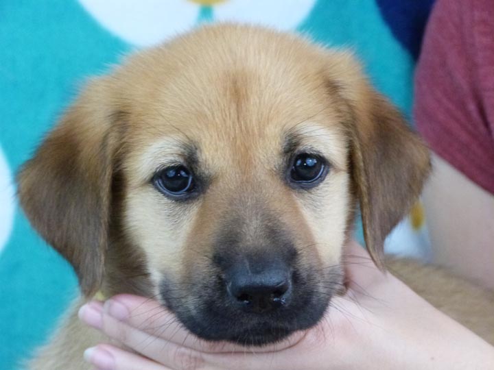 chinook puppy